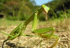 オオカマキリ