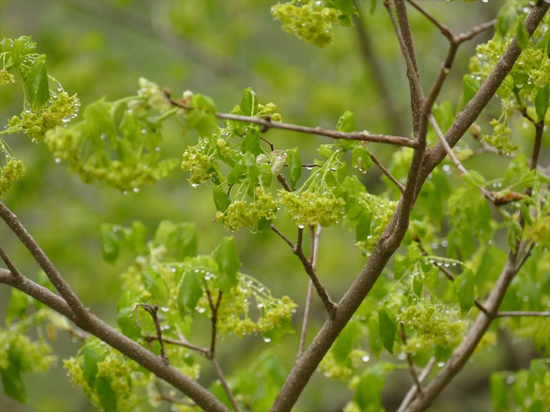 カエデの花3つ 鹿沢インフォメーションセンター