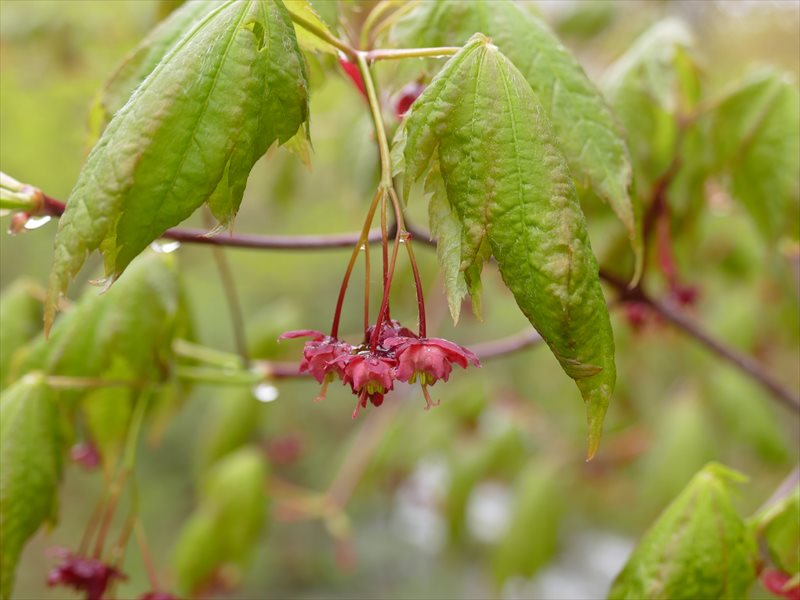 カエデの花3つ 鹿沢インフォメーションセンター