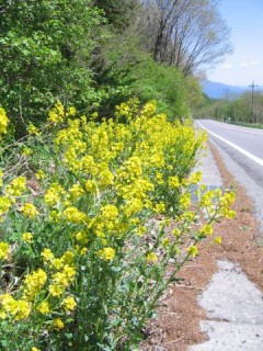 県道沿いに繁殖するハルザキヤマガラシ