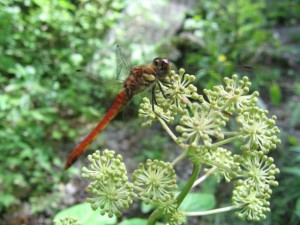 ウドの花にとまるアキアカネ