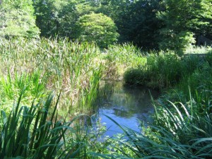 小さな湿原