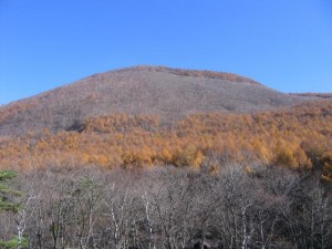 村上山のふもとに広がるカラマツの人工林