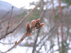 ミズナラの冬芽