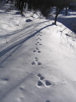 野ウサギの足あと