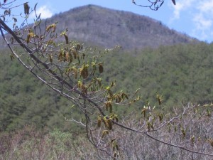 ヤシャブシ（カバノキ科）の花が咲いています