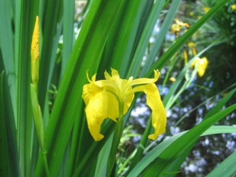 キショウブ（西アジア原産の帰化植物）