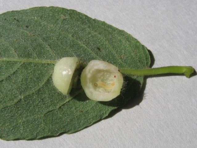 虫こぶの中にいるコブハバチの幼虫(体長3mm)