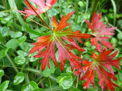 ハクサンフウロの草紅葉