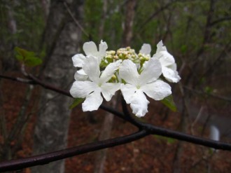 オオカメノキの花