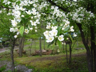 ズミの花