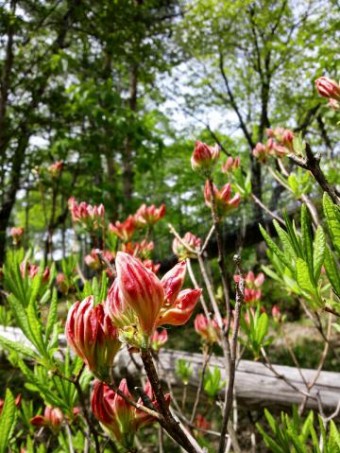 まだ２分咲きと言ったところです 蕾の数は多く、花の付きは良さそうです