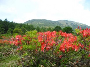 花の盛りは過ぎ、湯ノ丸山を望む