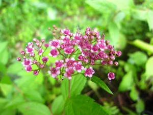 シモツケ ― 野草園石垣で