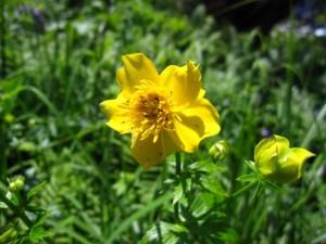 野草園に咲くキンバイソウ