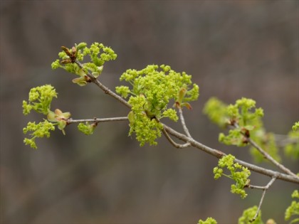 イタヤカエデの花