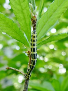 ヒョウモンエダシャクの幼虫