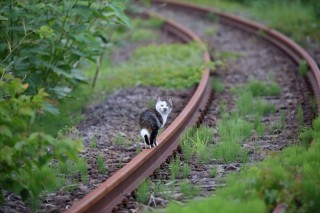 線路の上を歩く猫