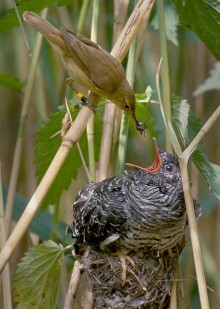 カッコウのヒナにエサをやるオオヨシキリ