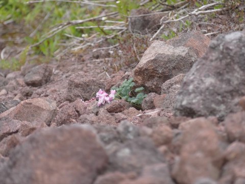 烏帽子岳登山道脇に咲くコマクサ