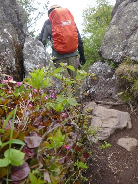 烏帽子岳へ至る岩稜に咲くイワカガミ