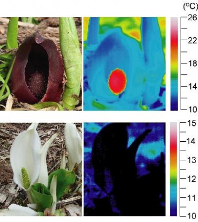 ザゼンソウとミズバショウのサーモグラフ