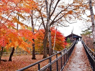 インフォメーションセンター周辺の紅葉の様子