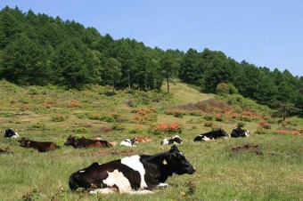 観光放牧の様子